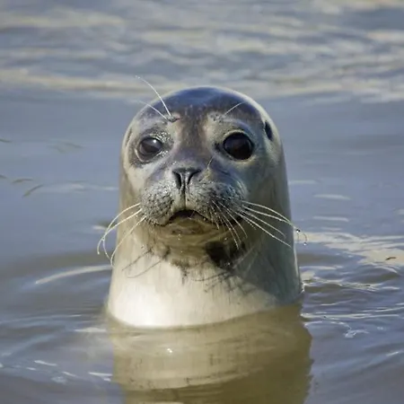 Pine 5 Quend-Plage-les-Pins